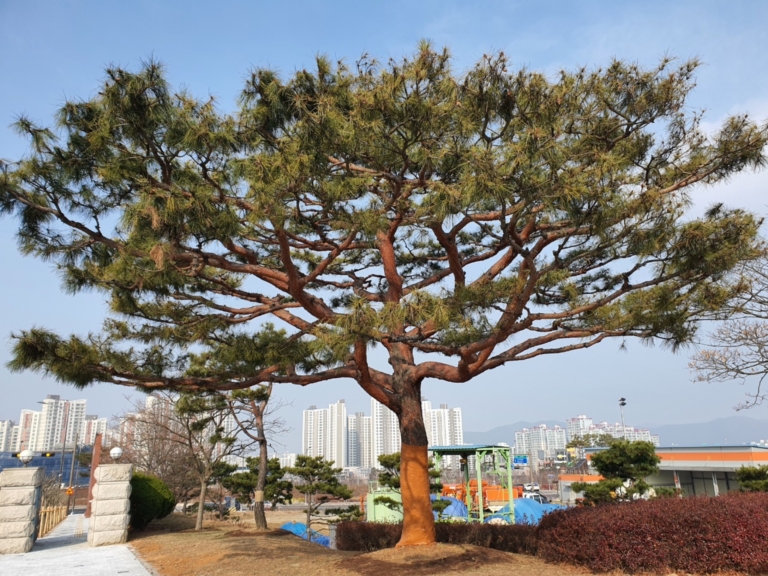 21.보령시청