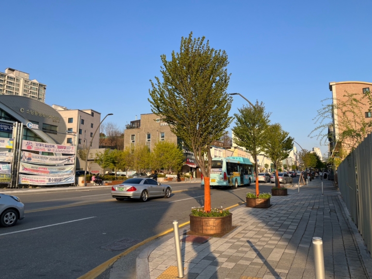 22.춘천시청 앞 가로수