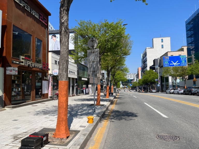 23.춘천시청 앞 가로수