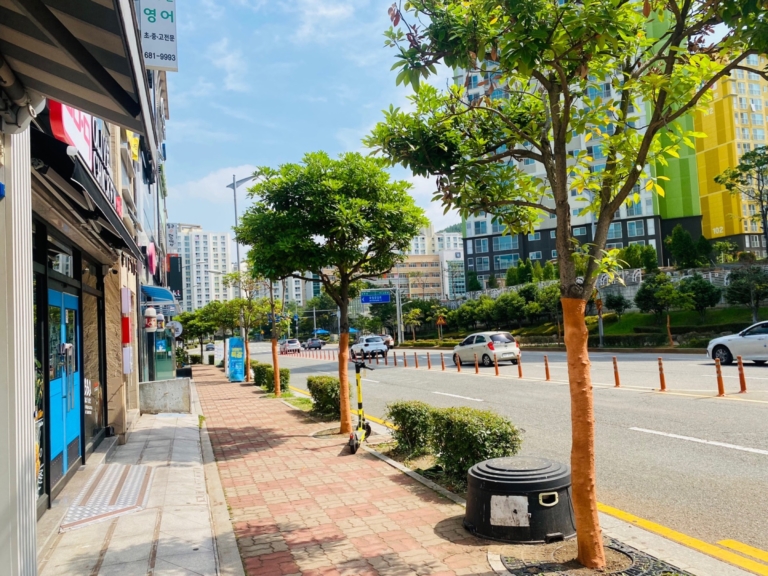 6.여수시 가로수